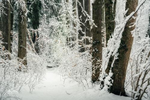 LBU101-00676-Kleiner-Pfad-im-zauberhaften-Winterwald