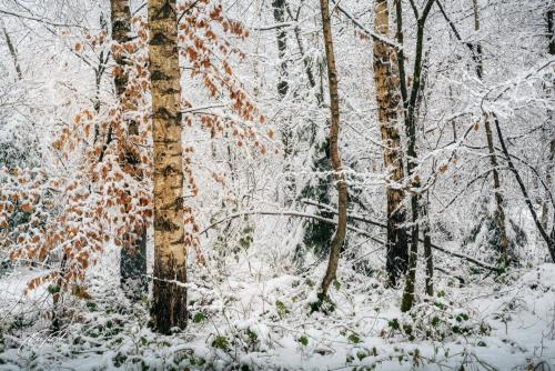 LBU101-00681-Farbentanz-im-Winterwald