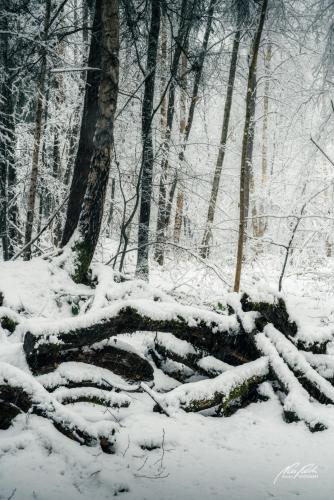 LBU101-00683-Ruhe-im-Winterwald