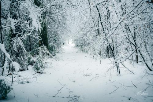LBU101-00698-Weg-durch-frisch-verschneiten-Wald