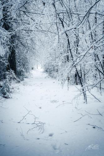 LBU101-00699-Einsamer-Pfad-im-Winterwald
