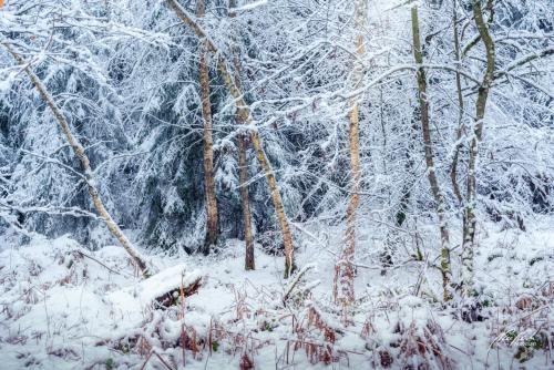 LBU101-00713-In-der-Stille-des-Winterwaldes