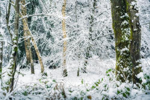 LBU101-00716-Beruhigende-Stimmung-im-Winterwald
