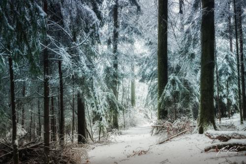 LBU101-00725-Maerchenhaftes-Licht-im-Winterwald