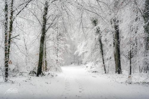 LBU101-00739-Winterpoesie-im-Wald