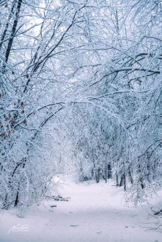LBU101-00748-Winterwald-im-kuehlen-Lilcht