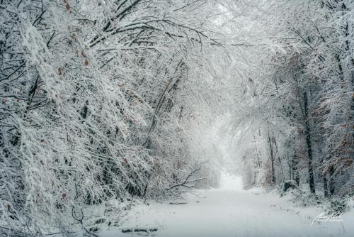 LBU101-00752-Bezaubernder-Winterwald
