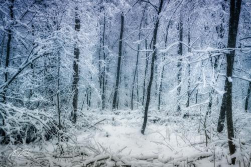 LBU101-00756-Wintertraeume-im-Wald