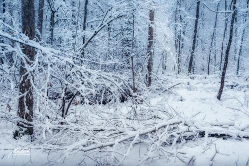 LBU101-00758-Geschichten-im-Winterwald