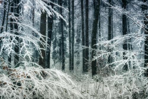 LBU101-00760-Winterwald-vom-Schnee-umarmt