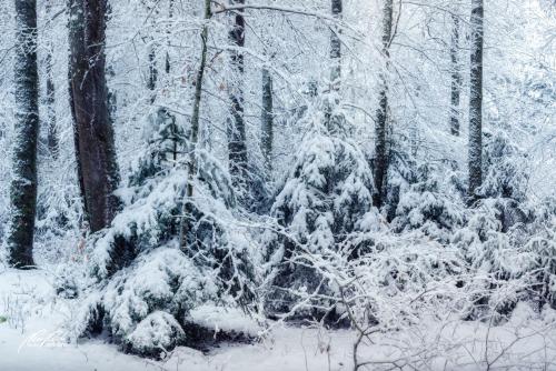 LBU101-00762-Magie-im-Winterwald