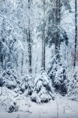 LBU101-00765-Maerchenstunde-im-Winterwald