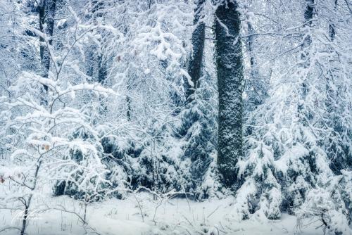 LBU101-00766-Das-Fluestern-im-Winterwald