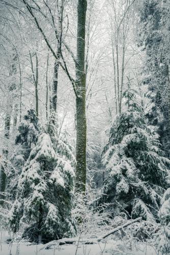 LBU101-00768-Zauberlicht-im-Winterwald