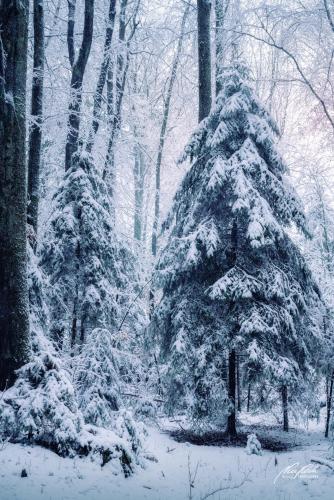 LBU101-00774-Abendmelodie-im-Winterwald