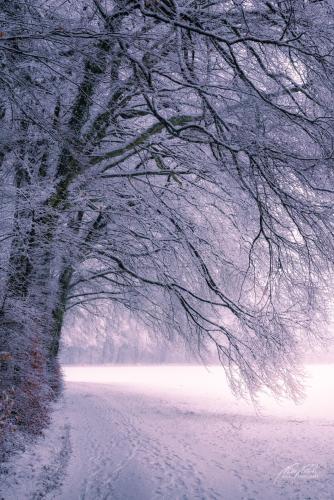 LBU101-00791-Waldrand-im-kuehlen-Winterlicht