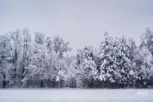 LBU101-00844-Es-wurde-still-im-Winterwald