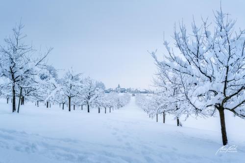 LBU101-00859-Obstbaeume-vom-Schnee-umarmt