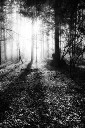 SWU001-04705-Wald-im-Licht-mit-Sonnenstern-sw