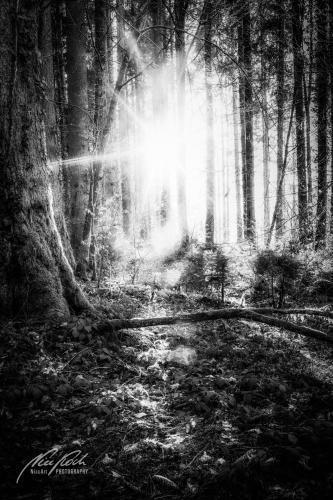 SWU002-04783-Lichtspiel-im-Maerchenwald-sw
