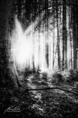 SWU002-04784-Magisches-Licht-im-Maerchenwald-sw