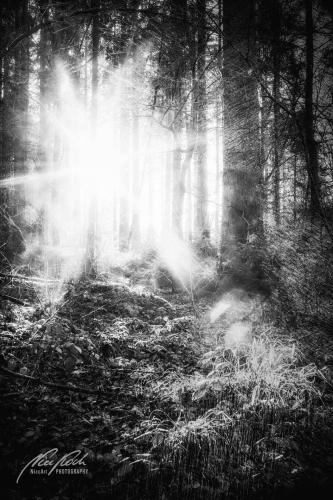 SWU002-04792-Zauberlicht-im-Maerchenwald-sw