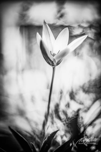 SWU004-05775-Kleine-zweifarbige-Tulpe-sw