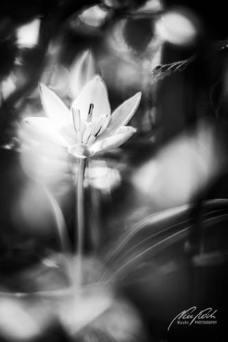 SWU004-05805-Maerchenhafte-kleine-Tulpenbluete-sw