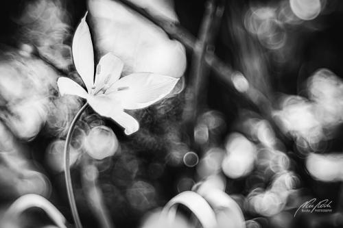 SWU004-06037-Weinbergtulpe-mit-Bokeh-sw