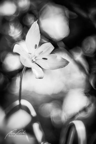 SWU004-06049-Weinbergtulpe-im-Fruehlingslicht-sw