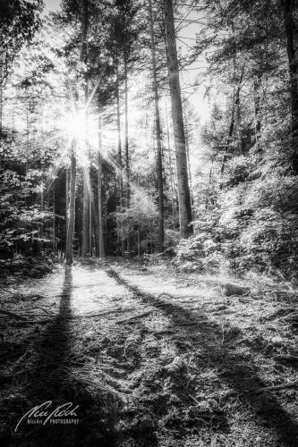 SWU005-06256-Sonnenstern-und-Schatten-im-Wald-sw