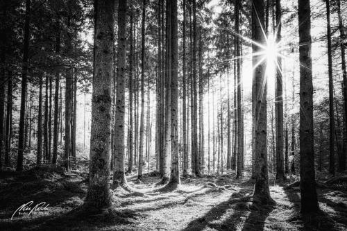 SWU005-06263-Sonnenstern-im-Fruehlingswald-sw