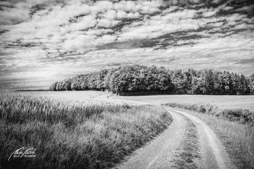 SWU005-06274-Weg-durch-Felder-zum-Wald-sw