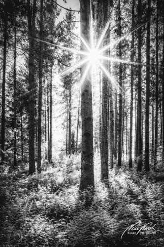 SWU005-06314-Grosser-Sonnenstern-im-Wald-sw