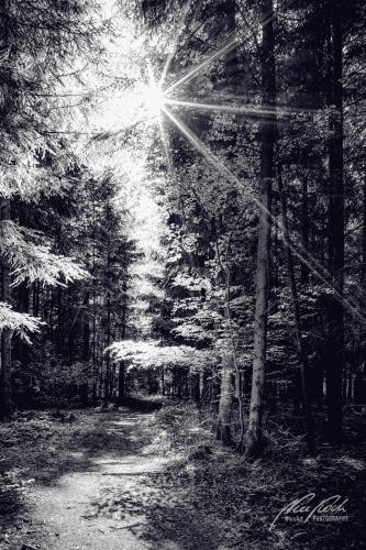 SWU005-06331-Kleiner-Waldweg-mit-Sonnenstern-sw