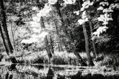 SWU005-06425-Spiegelung-im-Waldteich-sw