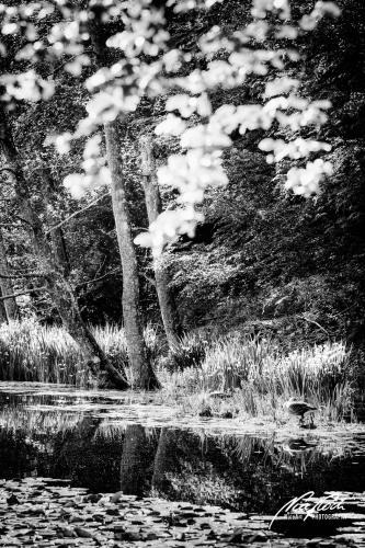SWU005-06428-Waldteich-mit-Graugaensen-sw