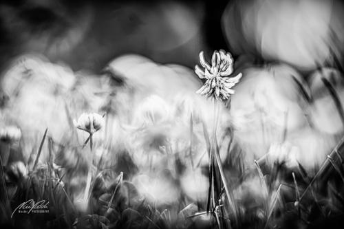 SWU007-07609-Kleeblueten-im-Morgenlicht-sw