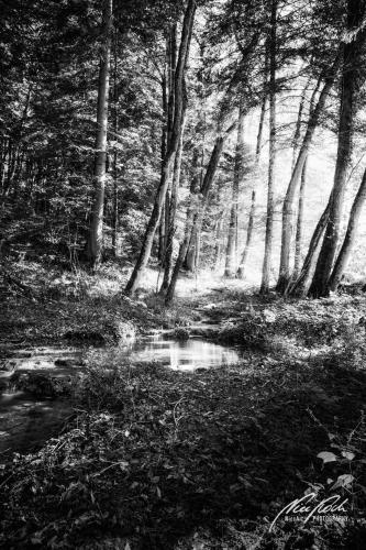 SWU008-07884-Waldbach-im-Sonnenschein-sw