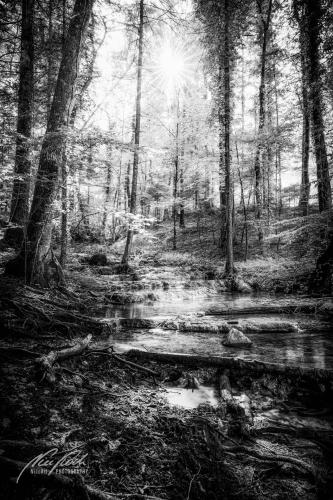 SWU008-07889-Waldbach-mit-Sonnenstern-sw