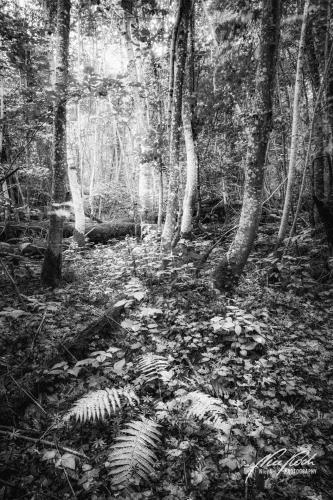 SWU008-07940-Wald-mit-Waldfarn-sw