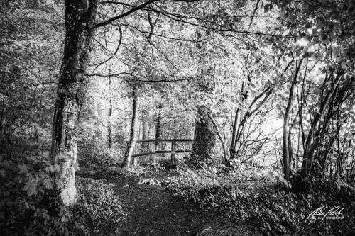 SWU008-07974-Waldweg-mit-Holzzaun-sw