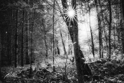 SWU009-08285-Junger-Wald-mit-Sonnenstern-sw