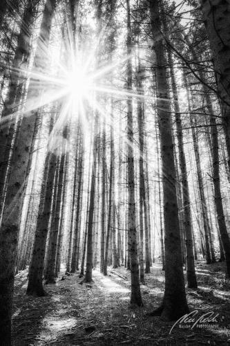 SWU009-08369-Sonnenstern-im-Tannenwald-sw
