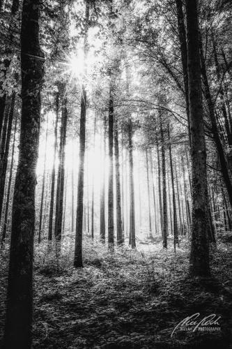 SWU009-08383-Wald-mit-kleinem-Sonnenstern-sw