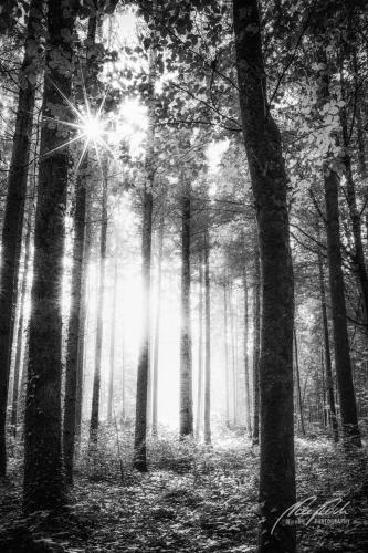 SWU009-08384-Kleiner-Sonnenstern-im-Wald-sw
