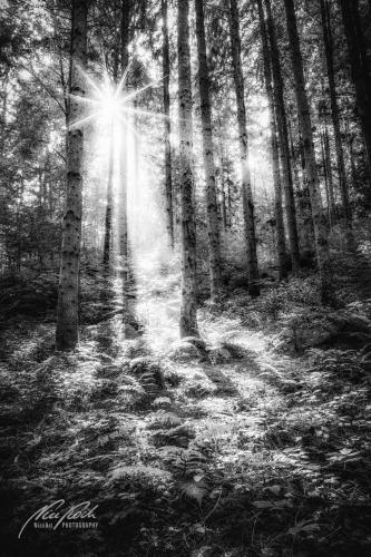SWU009-08397-Maerchenhafte-Waldstimmung-mit-Sonnenstern-sw