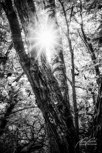 SWU010-08452-Sonnenstern-im-Birkenbaum-sw