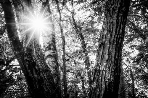 SWU010-08453-Birke-mit-Sonnenstern-sw