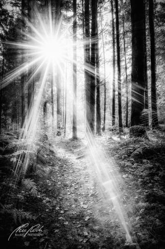 SWU010-08631-Maerchenhafter-Sonnenstern-im-Wald-sw